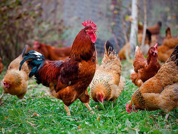 Породы куриц | ЗооТом - продажа, вязка и услуги для животных в Карабаново