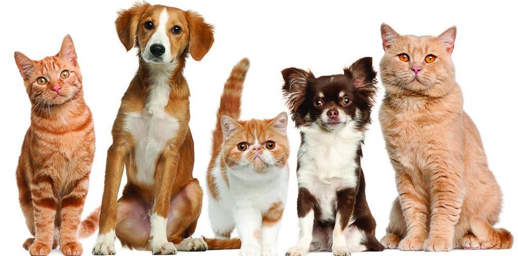Доска объявлений о животных | ЗооТом - продажа, вязка и услуги для животных в Карабаново