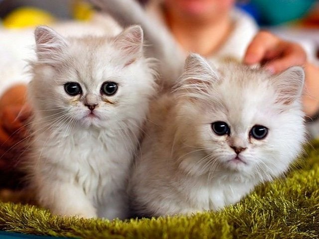 Породы кошек в Карабаново | ЗооТом портал о животных