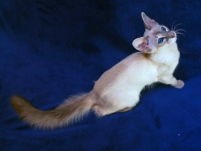 Выведенные породы кошек в Карабаново | ЗооТом портал о животных