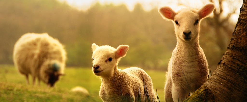 Объявления о сельскохозяйственных животных | ЗооТом - продажа, вязка и услуги для животных в Карабаново