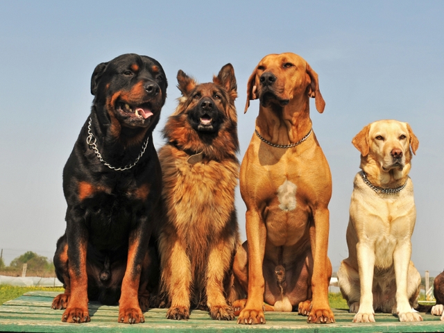 Крупные породы собак в Карабаново | ЗооТом портал о животных